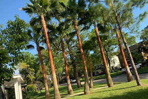Tree Trimming & Pruning