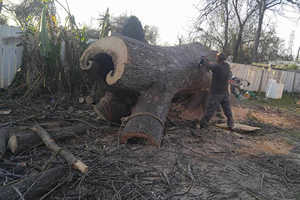 Tree Removal